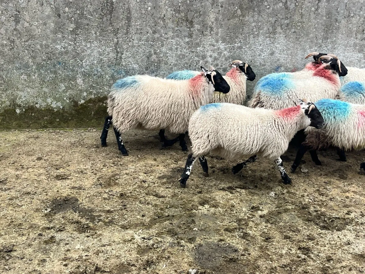 Ewe lambs - Image 2