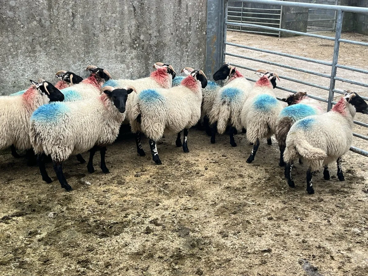 Ewe lambs - Image 3