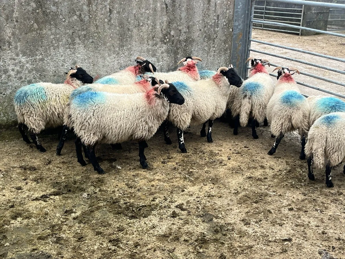 Ewe lambs - Image 4