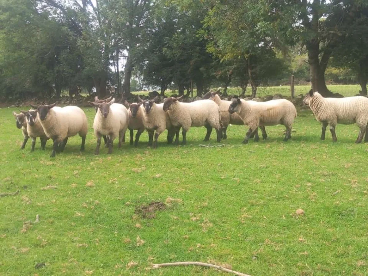 Borris ewe breeders show and sale 2025 - Image 1