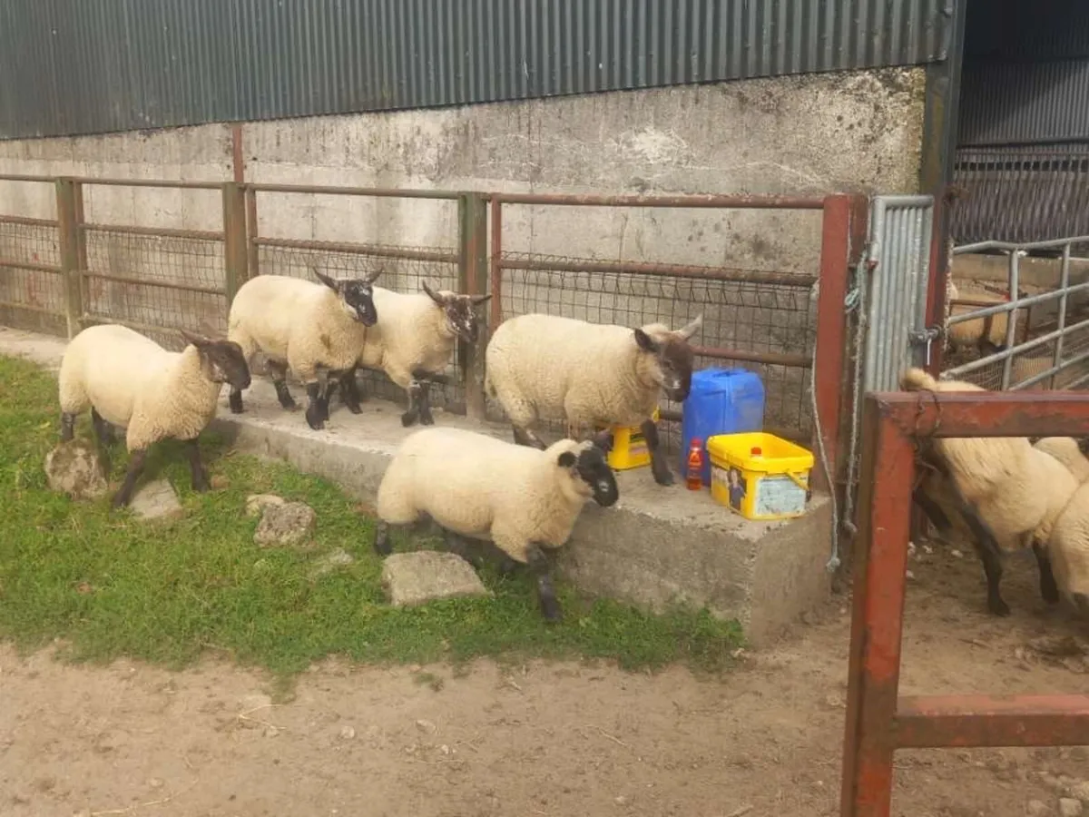 Borris ewe breeders show and sale 2025 - Image 2