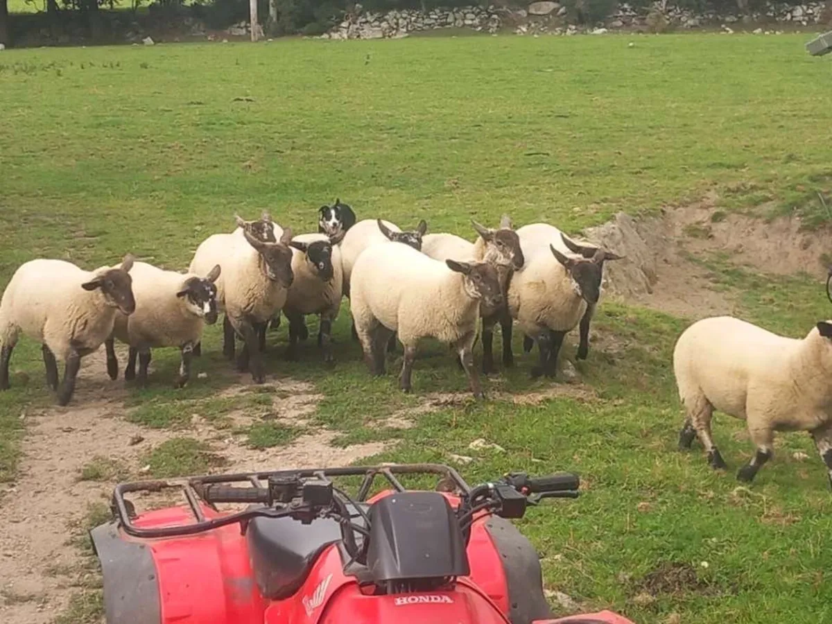 Borris ewe breeders show and sale 2025 - Image 3