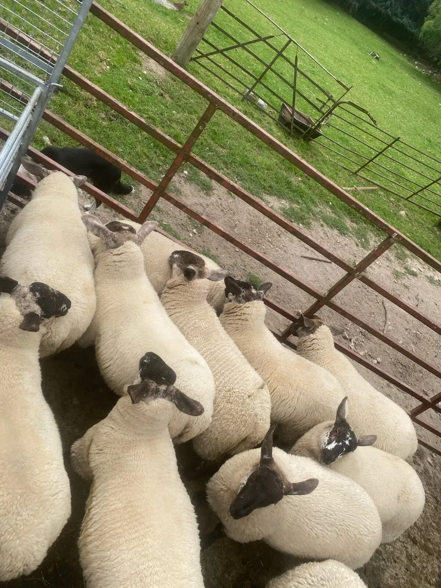 Borris ewe breeders show and sale 2025 - Image 4
