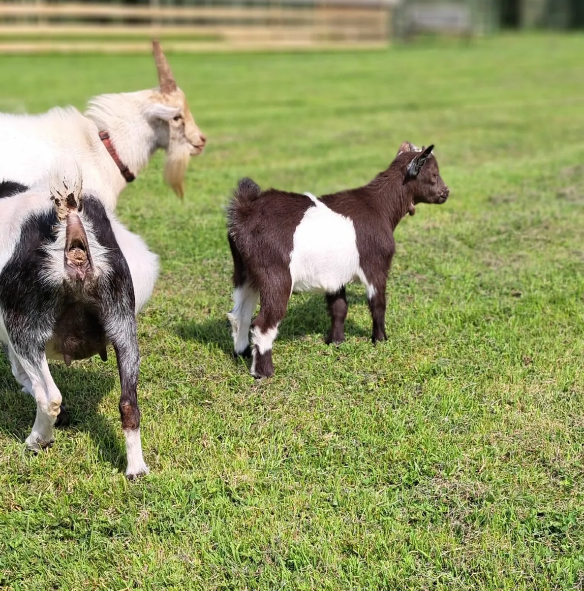 Pygmy Goat Wether - Image 3
