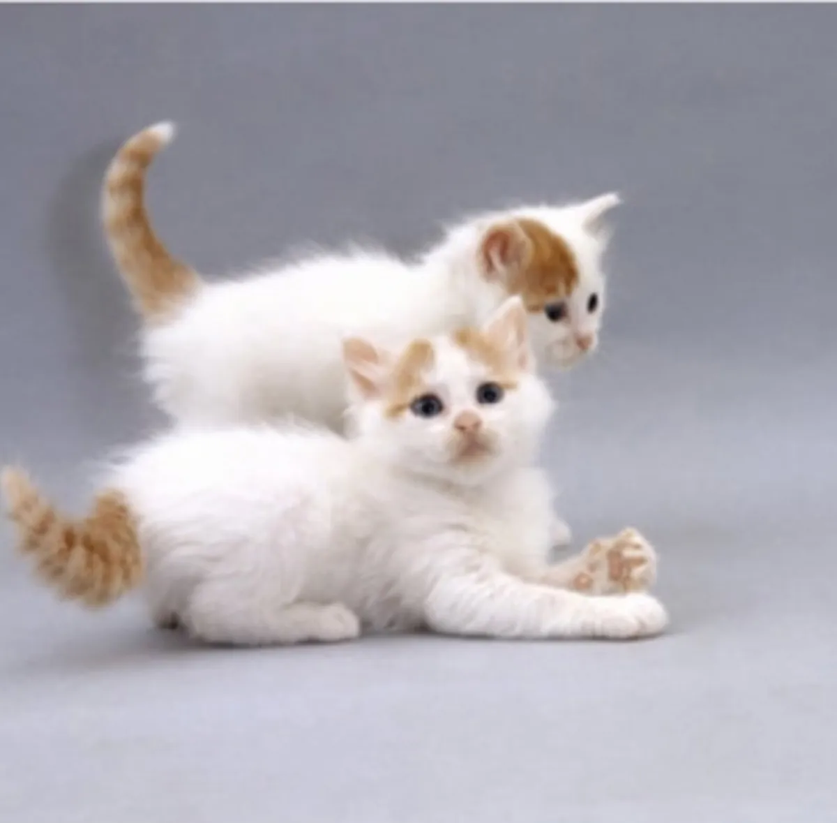 Kittens available - Image 2