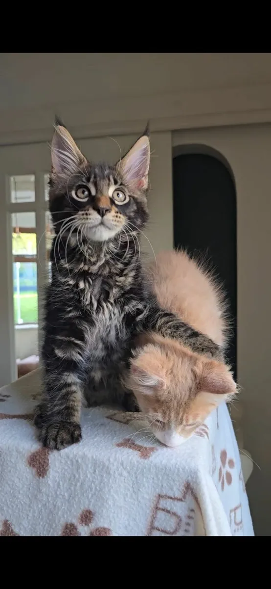 Purebred Maine Coon kittens - Image 2