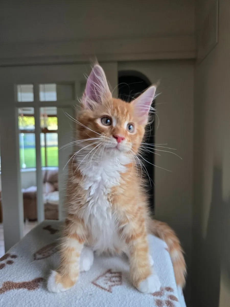 Purebred Maine Coon kittens - Image 4