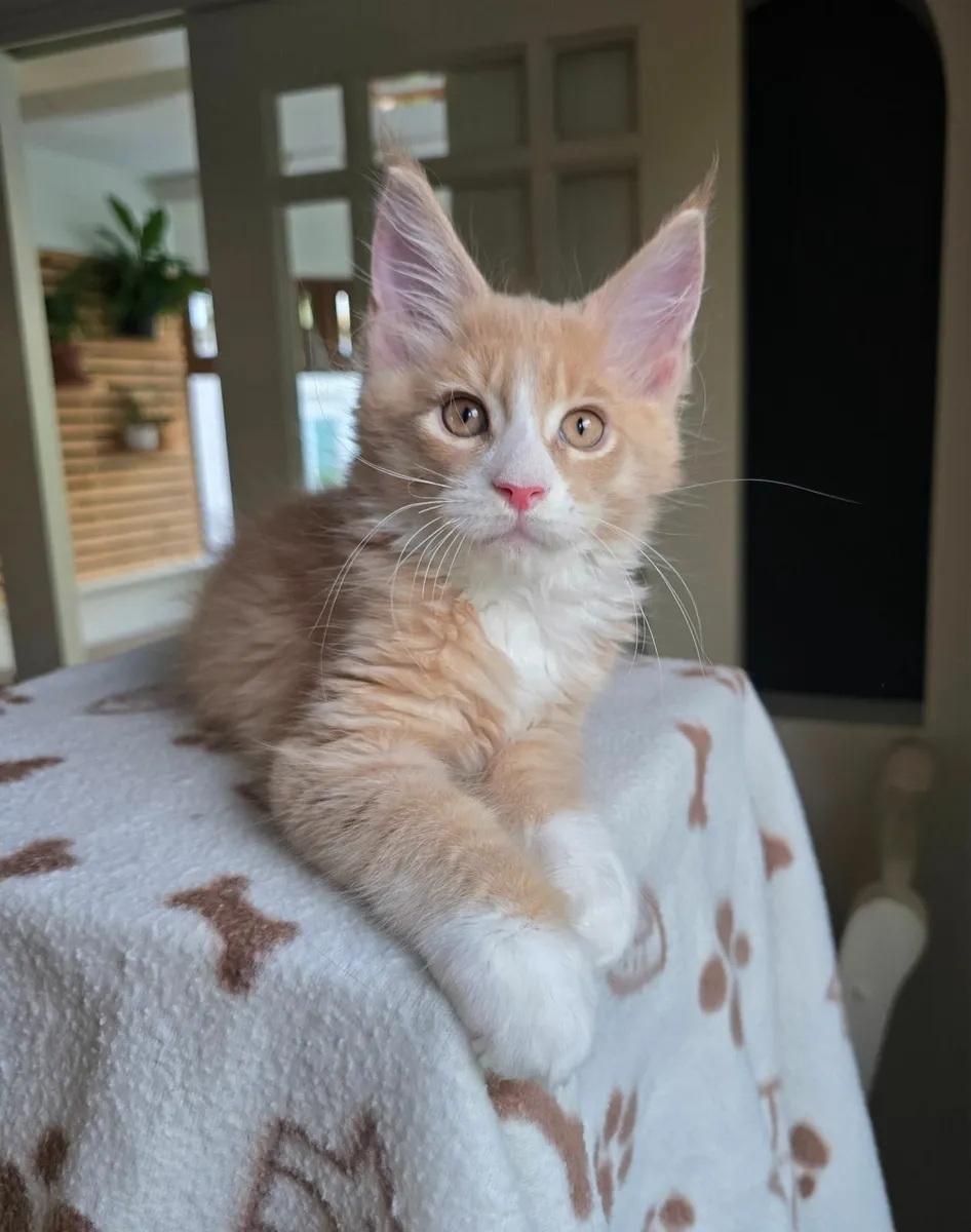 Purebred Maine Coon kittens - Image 1