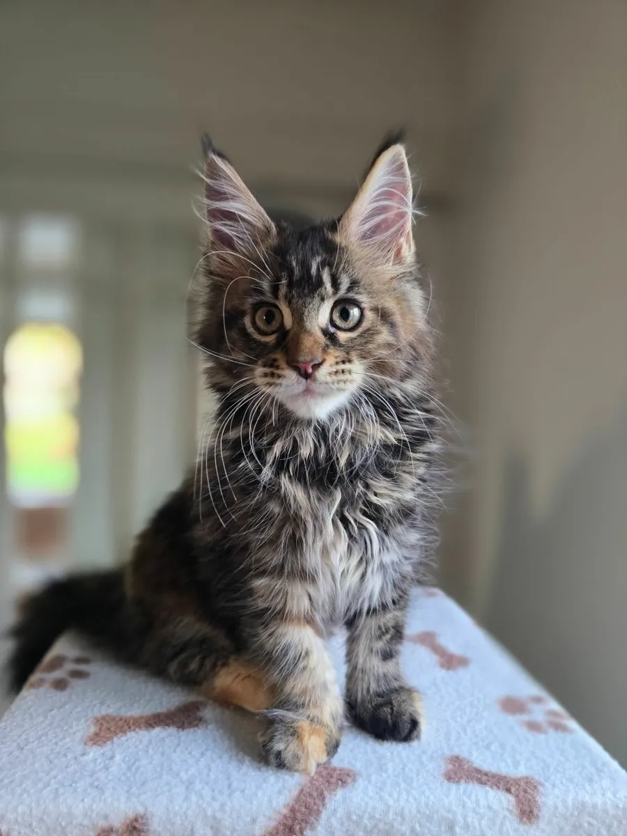 Purebred Maine Coon kittens - Image 1