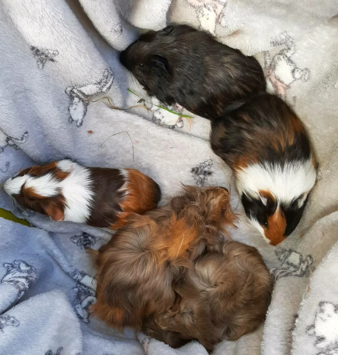 Guinea pigs - Image 1