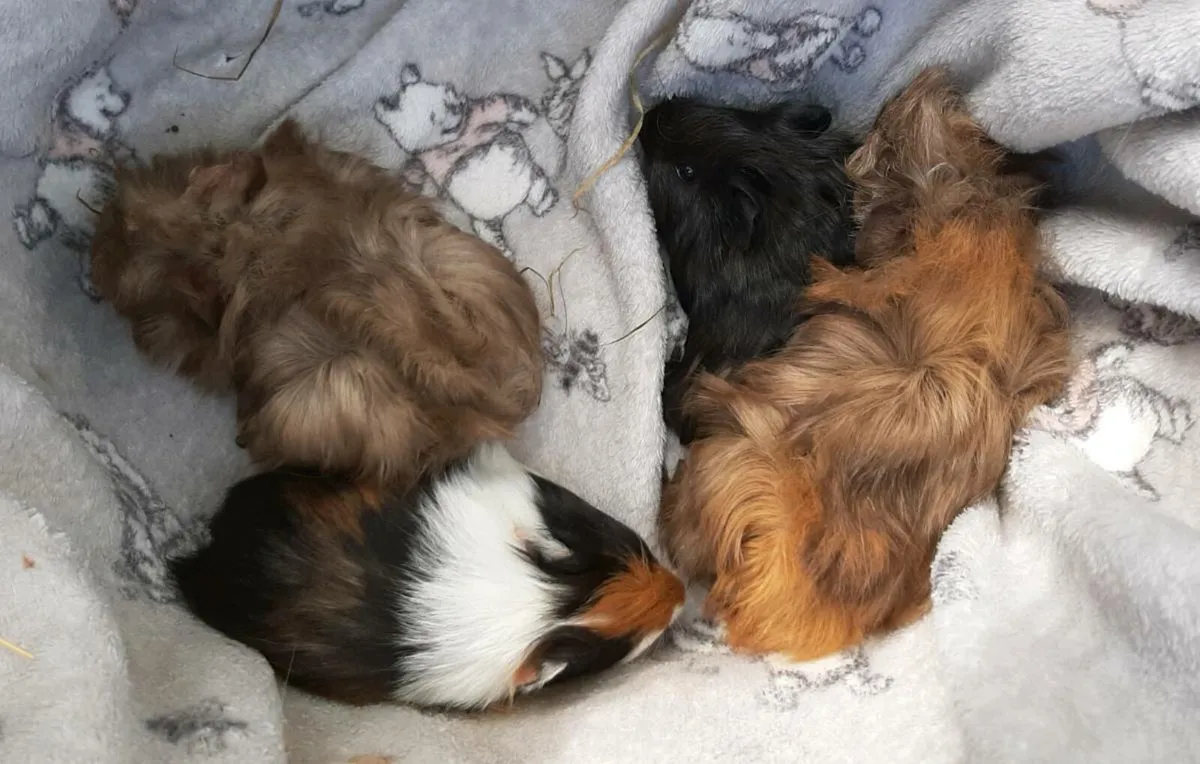 Guinea pigs - Image 2