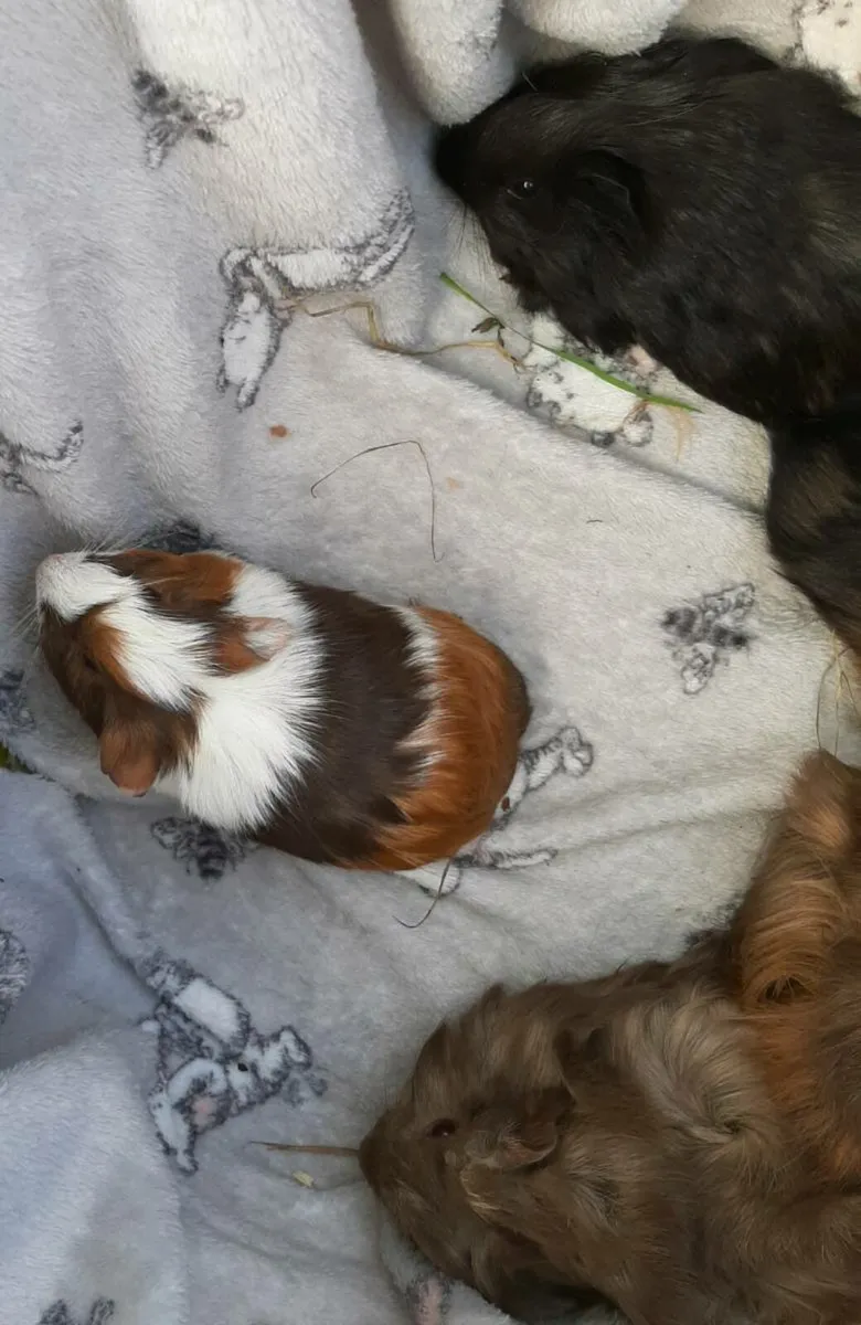 Guinea pigs - Image 3