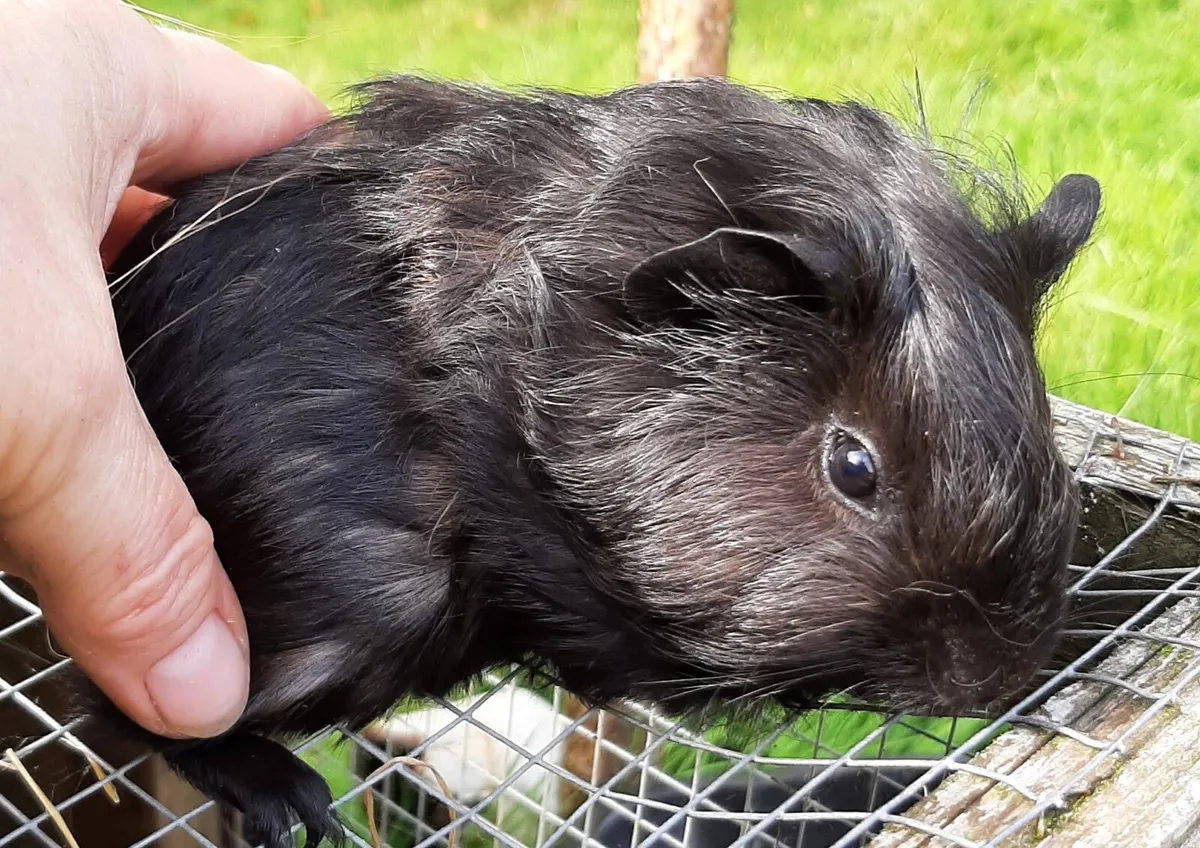 Guinea pigs - Image 4