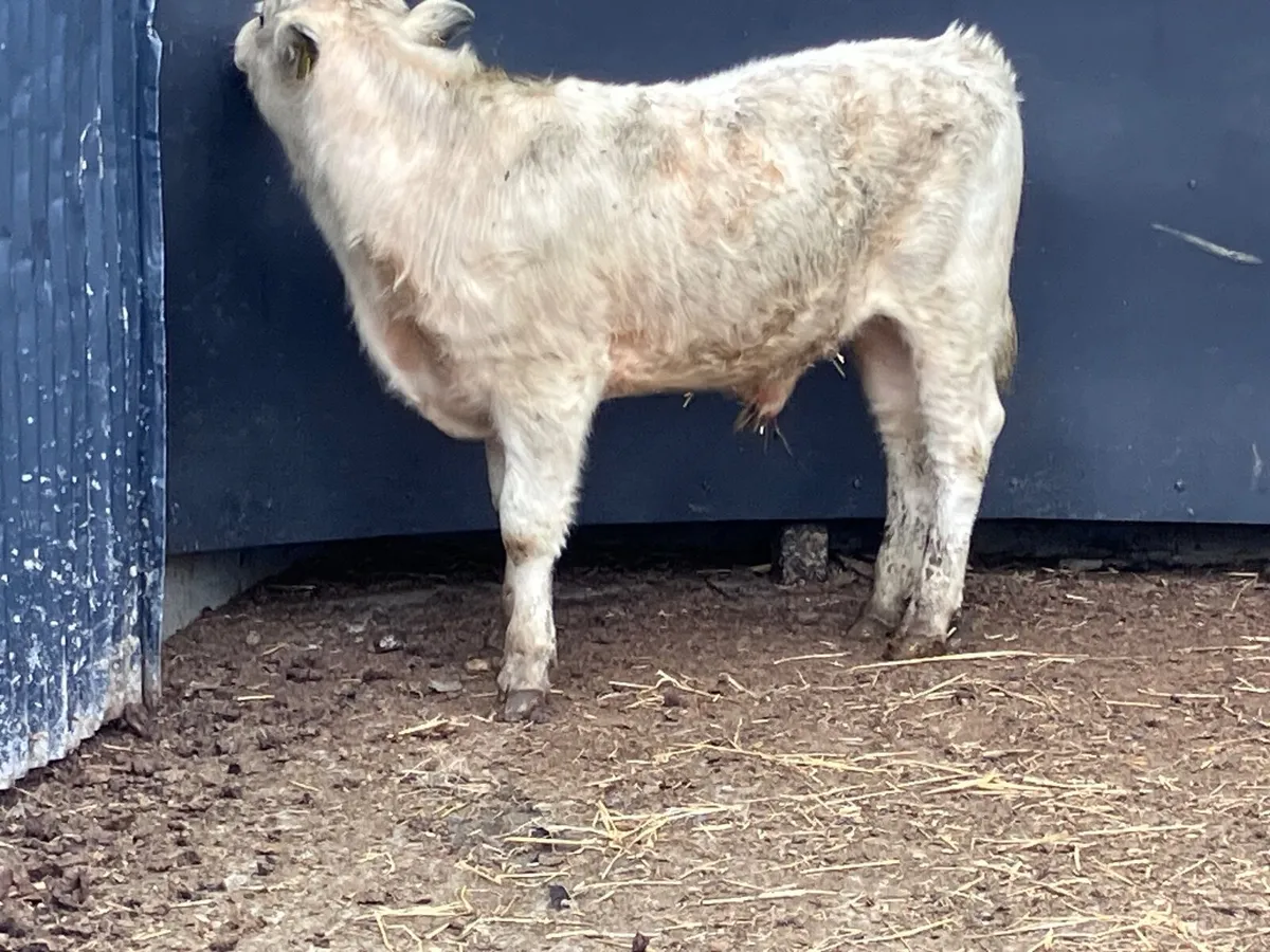 Charlaois bull Weanling for sale - Image 1