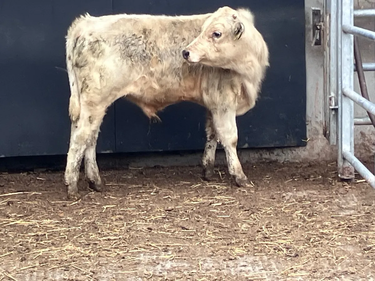 Charlaois bull Weanling for sale - Image 2