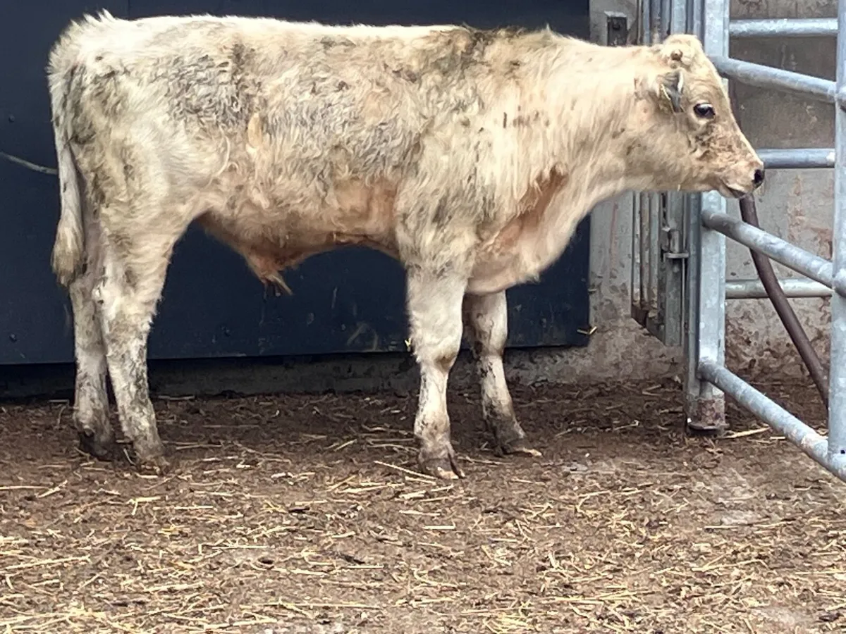 Charlaois bull Weanling for sale - Image 3