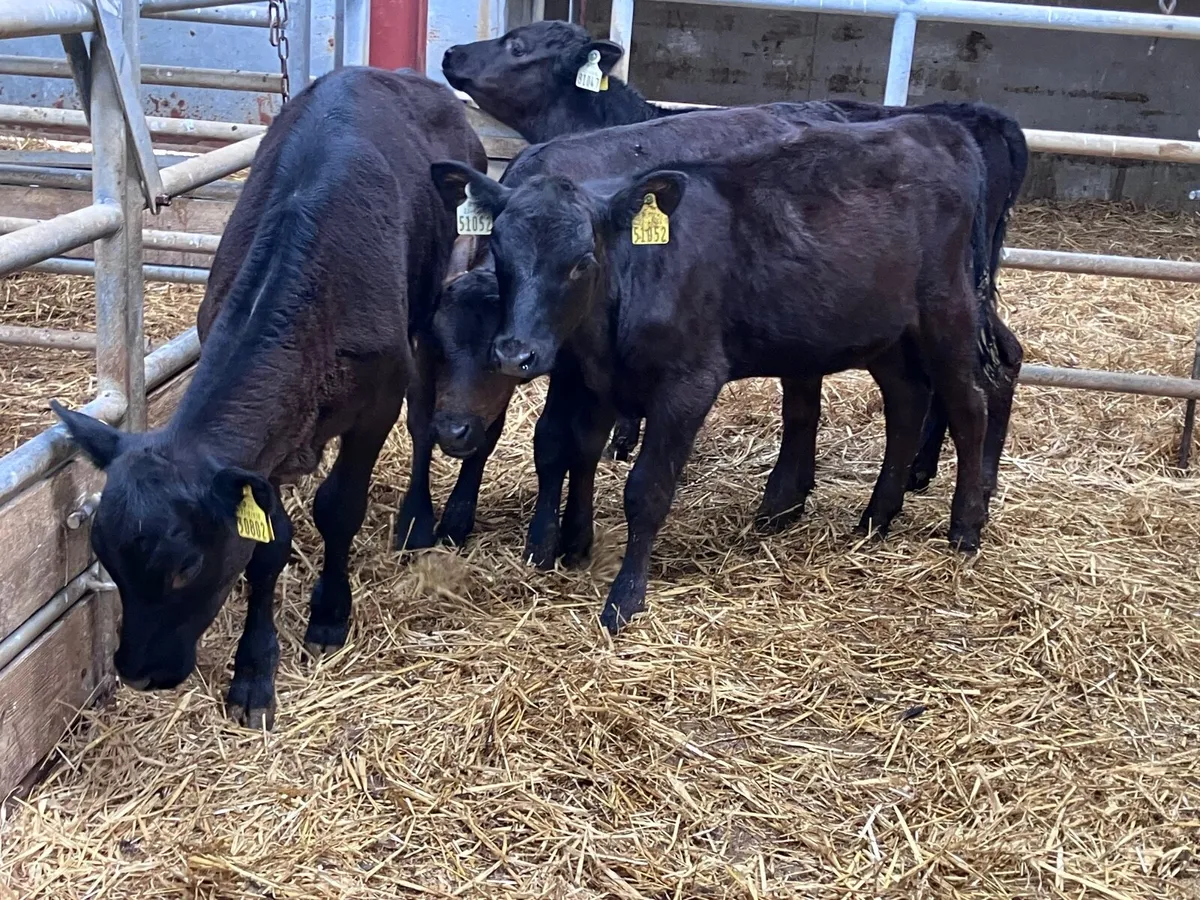4 reared Angus calves for sale - Image 2