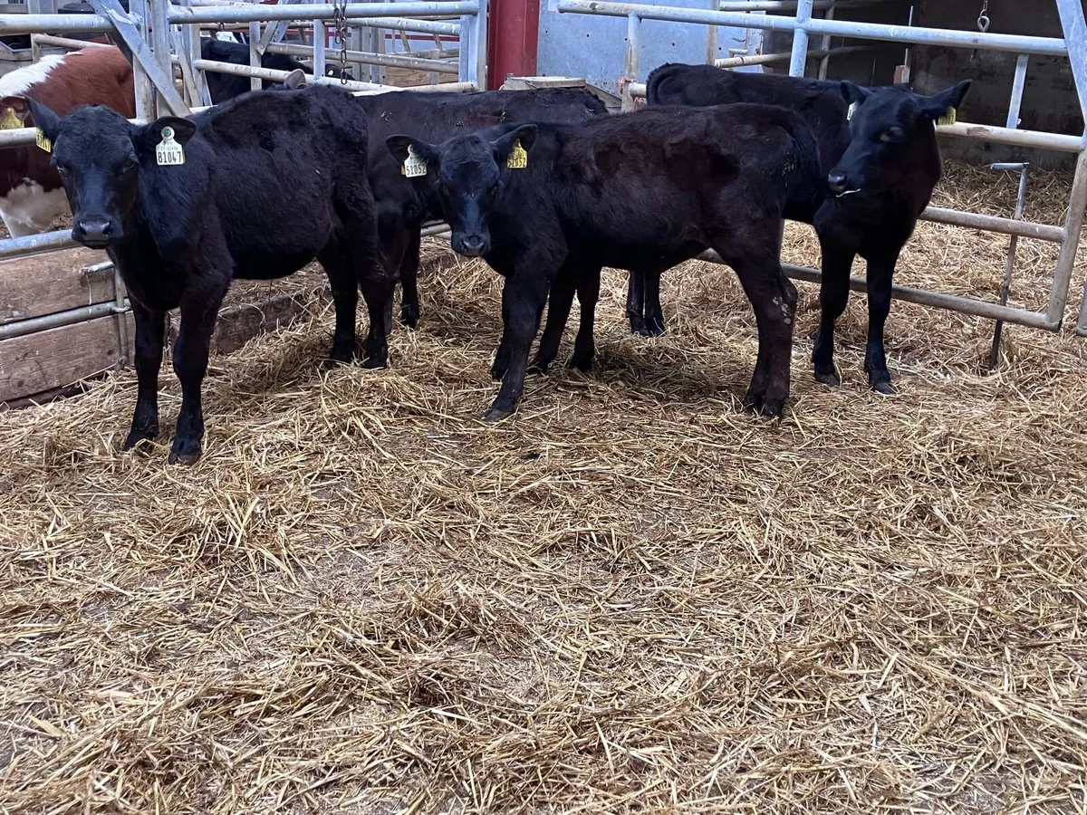 4 reared Angus calves for sale - Image 1
