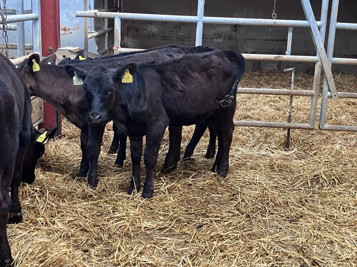 4 reared Angus calves for sale - Image 3