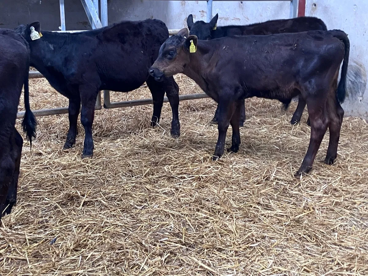 4 reared Angus calves for sale - Image 4