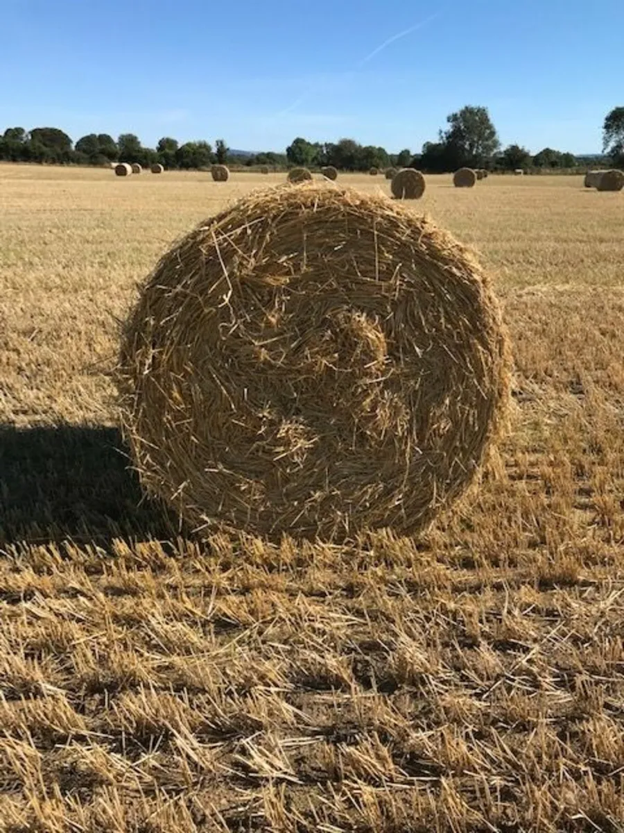 Straw - Image 1