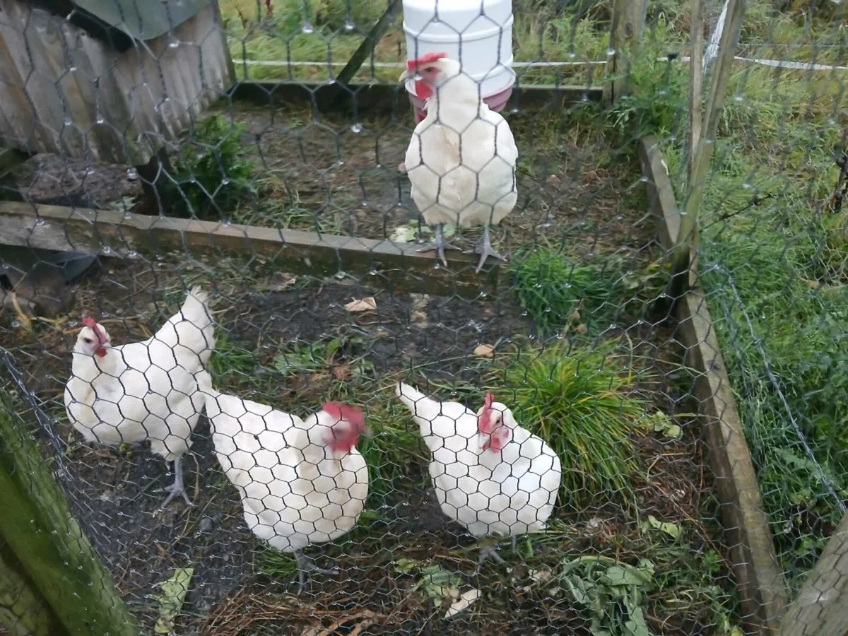 La Bresse purebred chickens