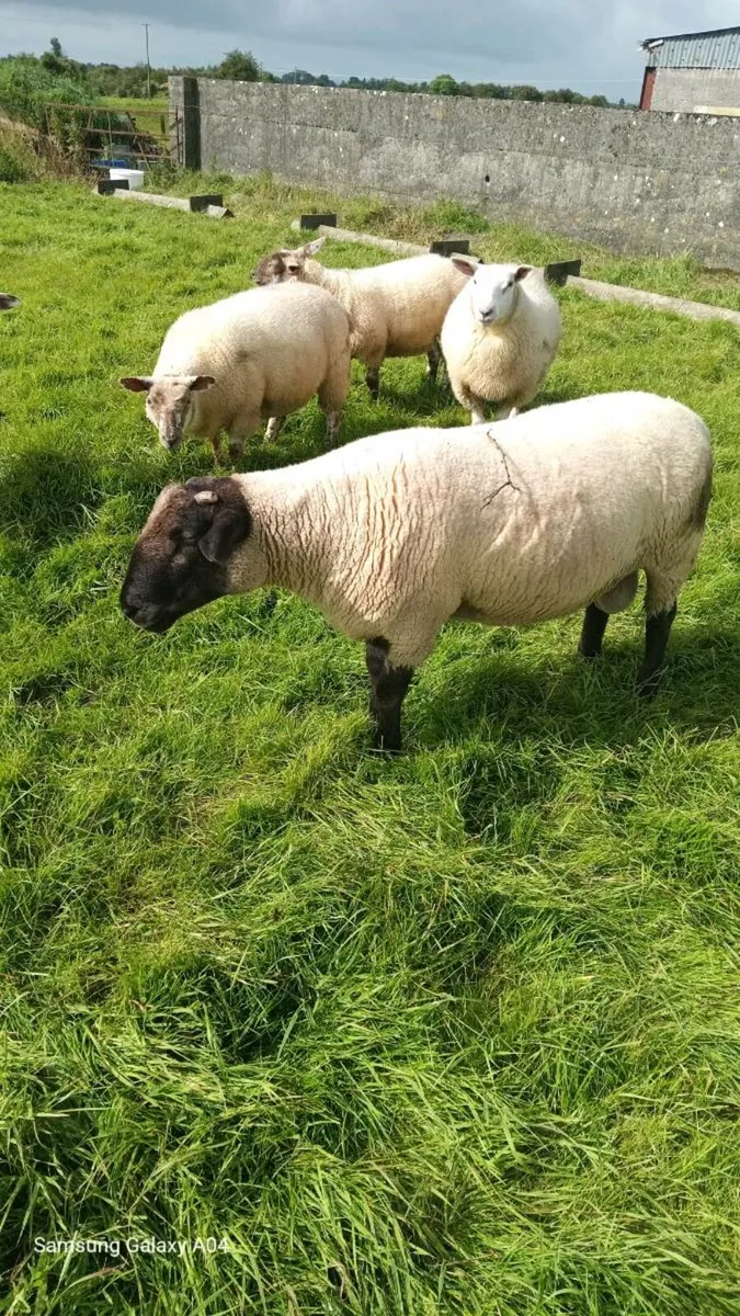 Hoggett ram - Image 1