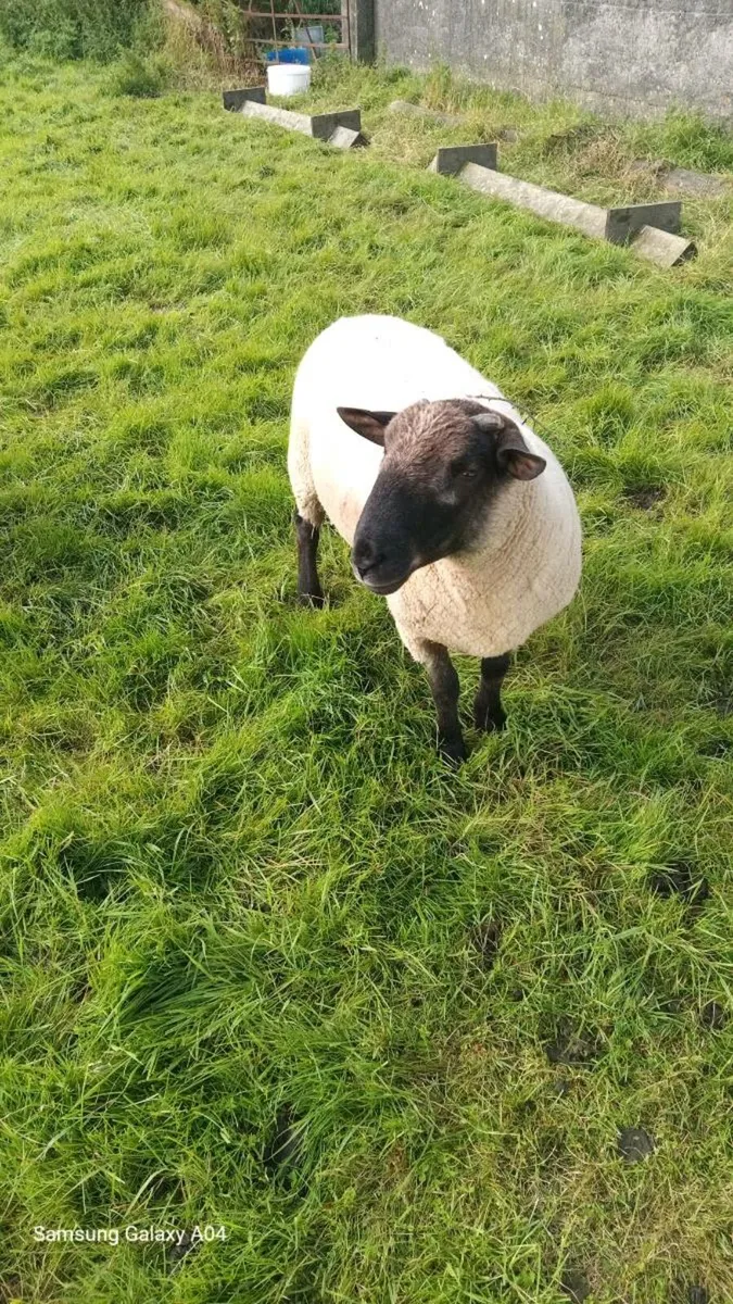 Hoggett ram - Image 2