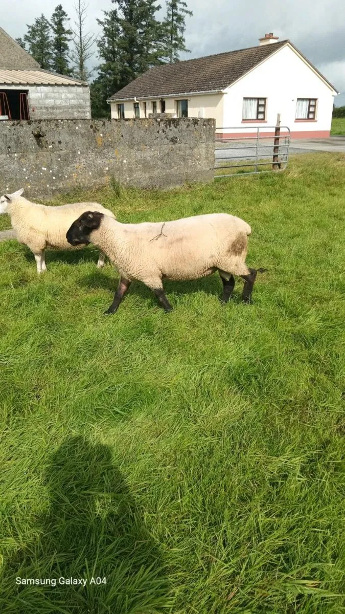 Hoggett ram - Image 3