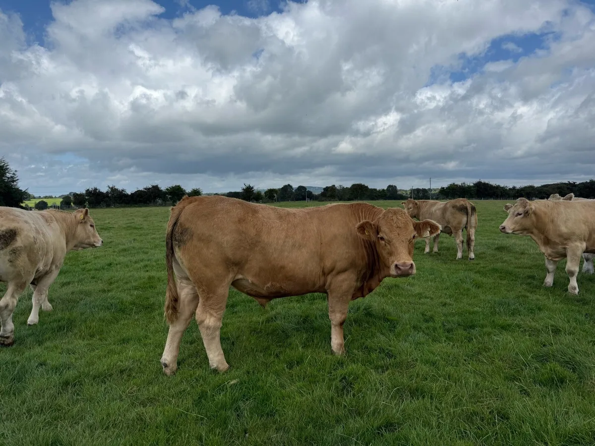 U grade bullocks - Image 1