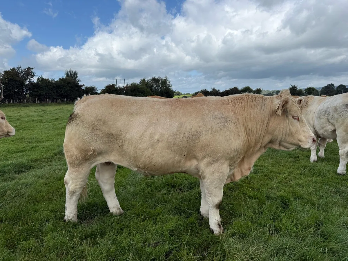 U grade bullocks - Image 2