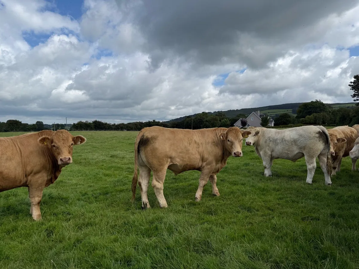 U grade bullocks - Image 3