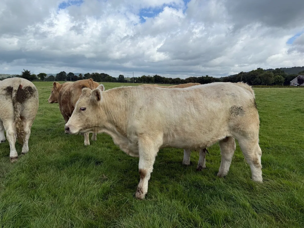 U grade bullocks - Image 4