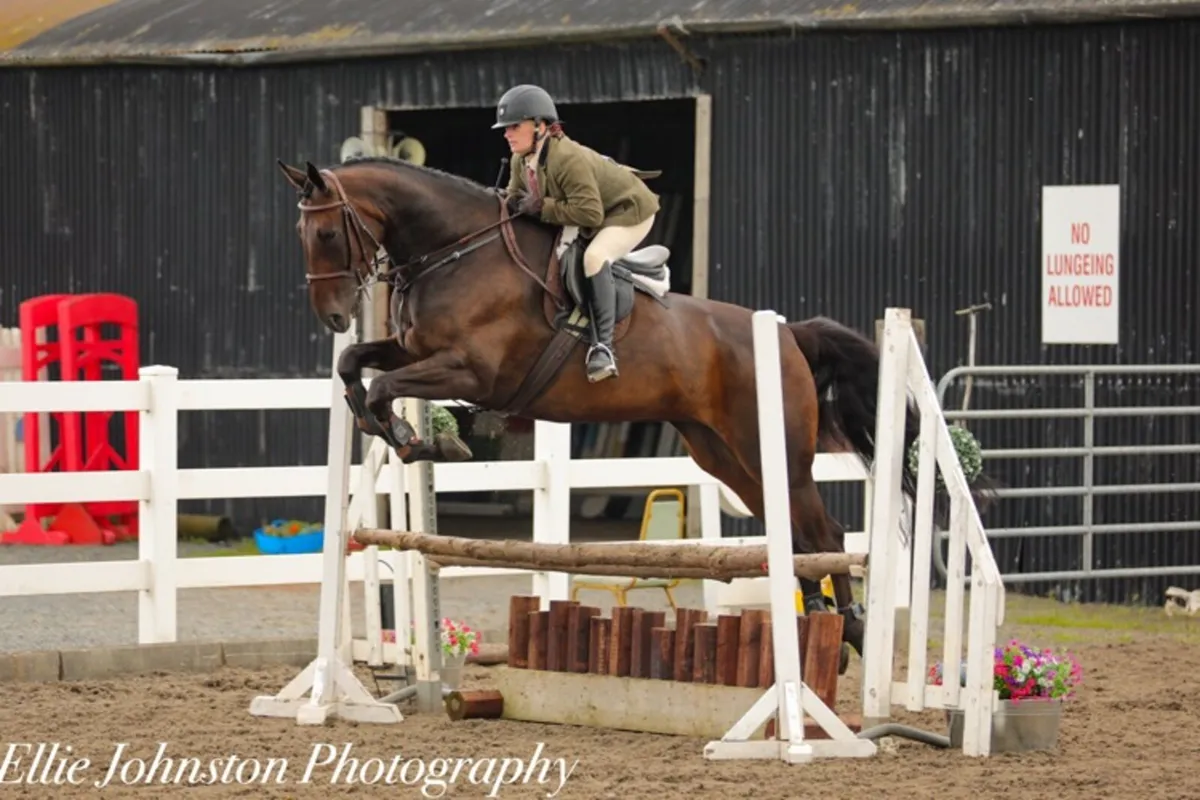 9 year old mare - Image 1