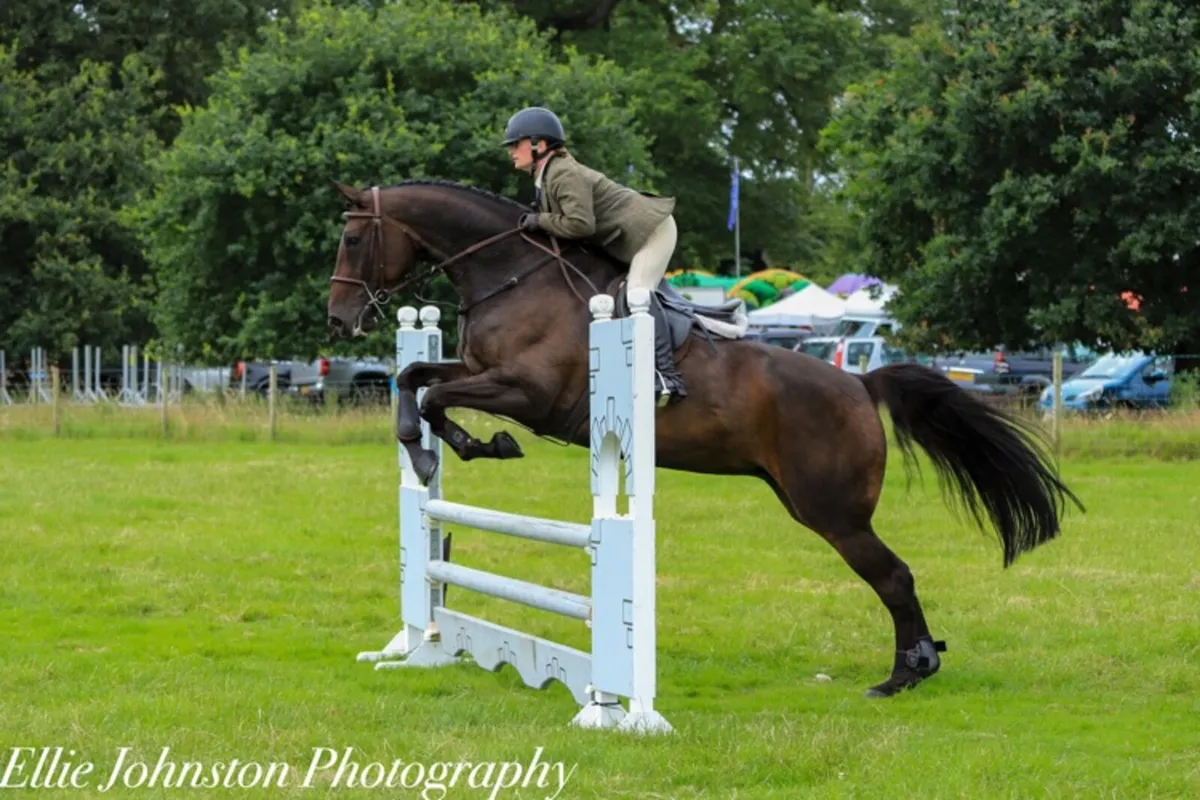 9 year old mare - Image 3