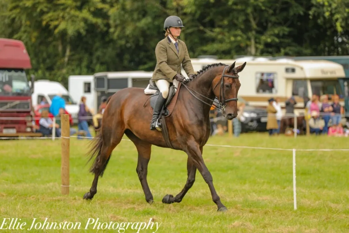 9 year old mare - Image 4