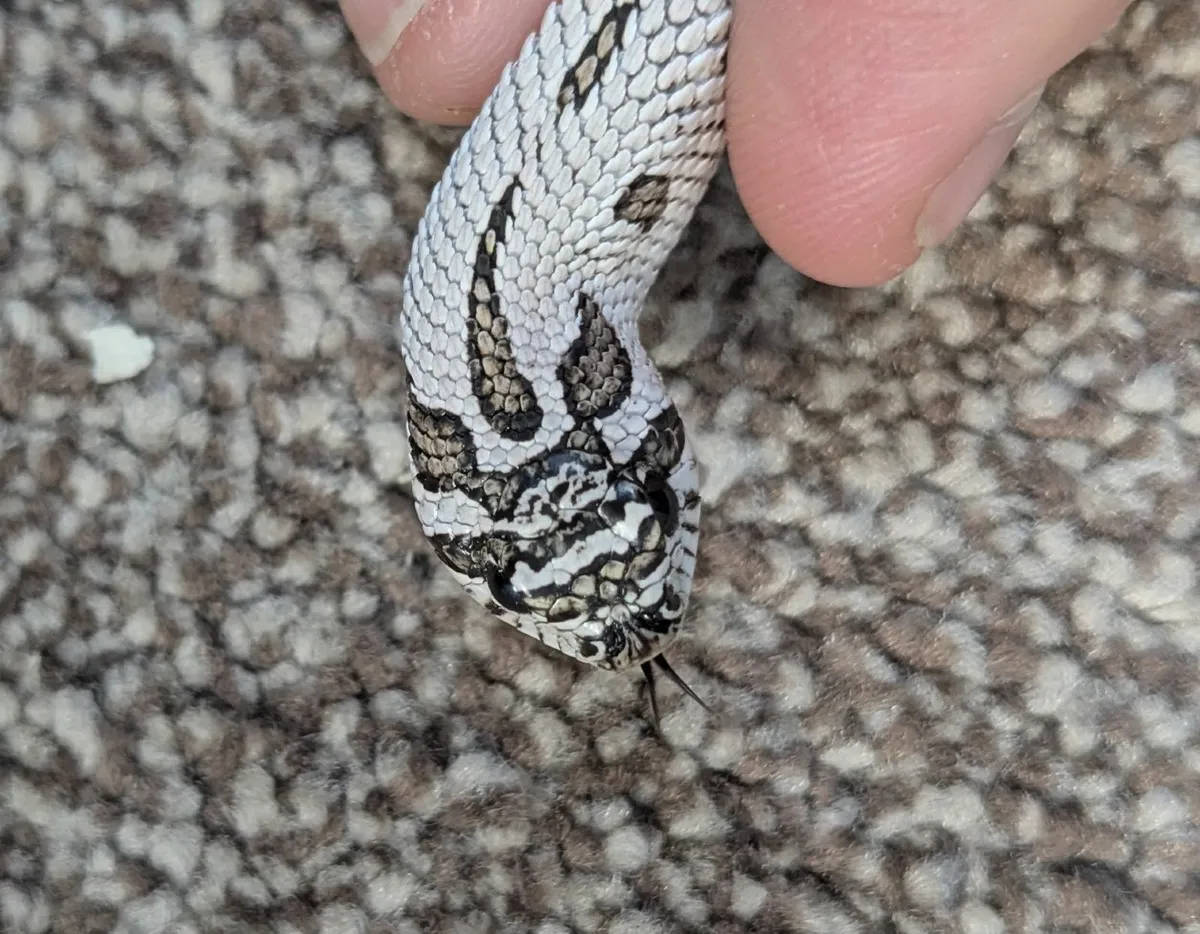 Western Hognose - Image 2