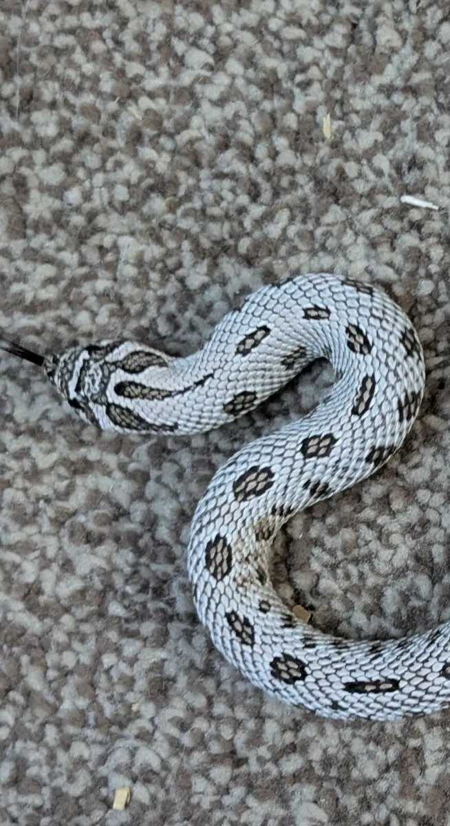 Western Hognose - Image 3