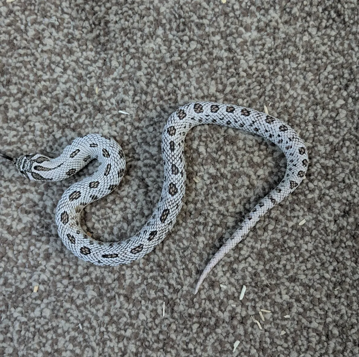 Western Hognose - Image 1