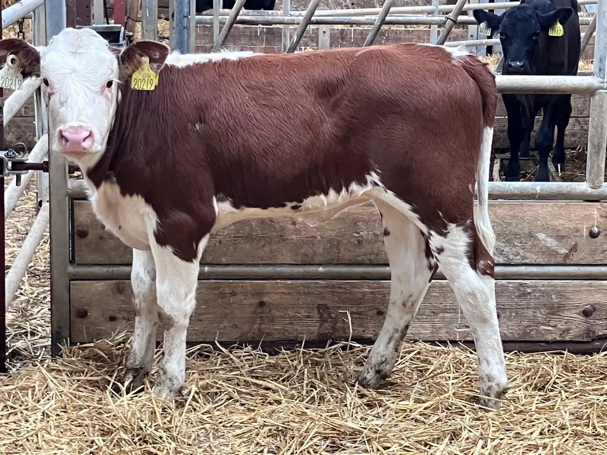 Hereford heifer runner for sale - Image 1