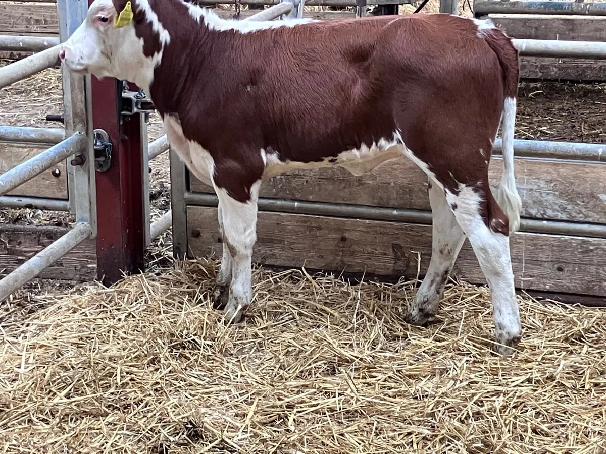 Hereford heifer runner for sale - Image 2