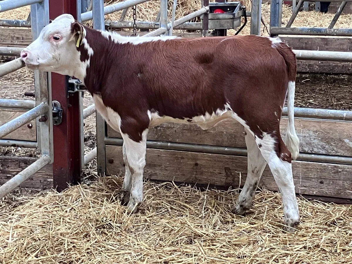 Hereford heifer runner for sale - Image 3
