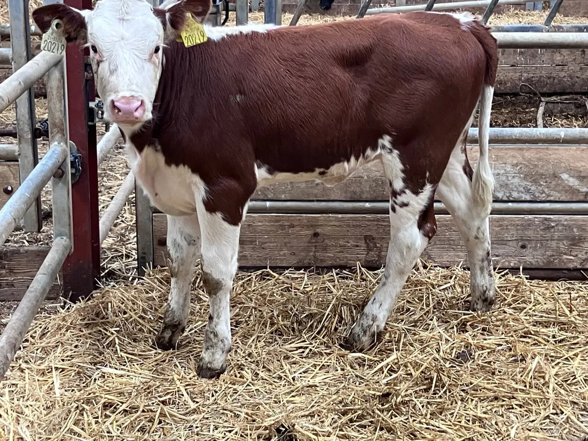 Hereford heifer runner for sale - Image 4
