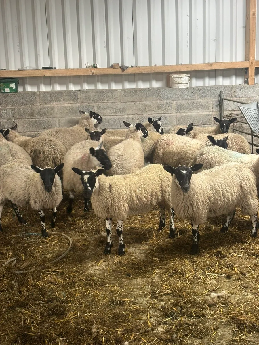 Mule ewe lambs