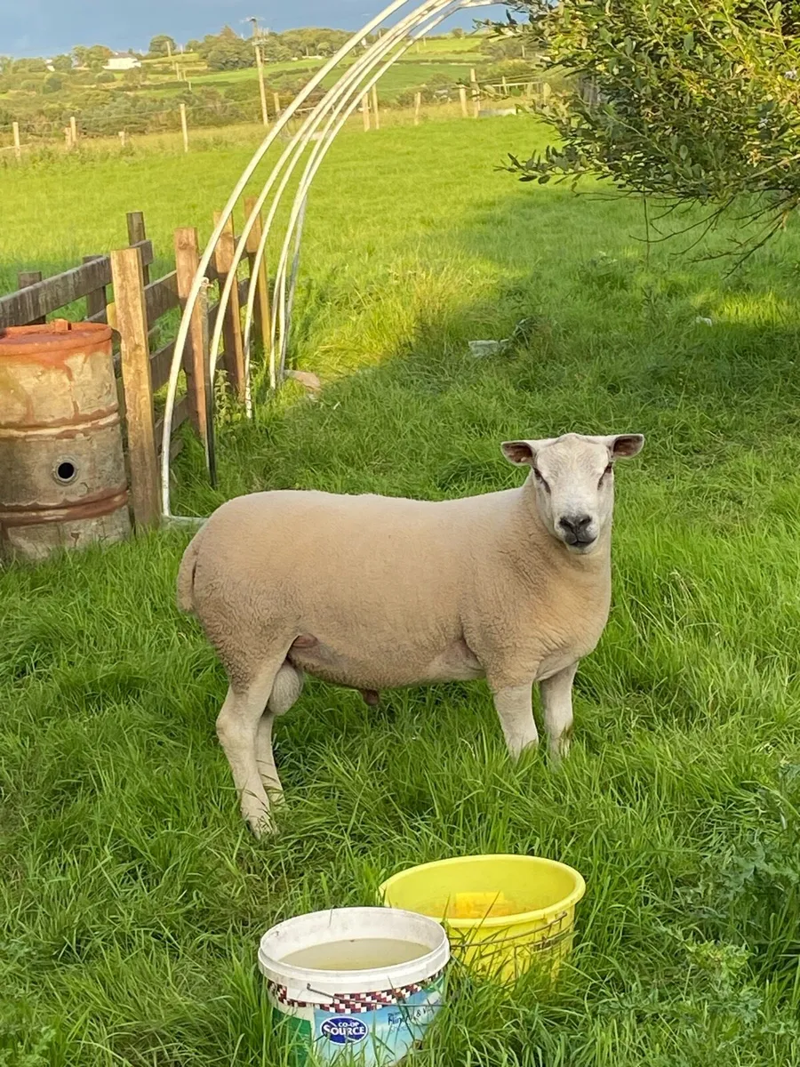 Aberfield ram - Image 1