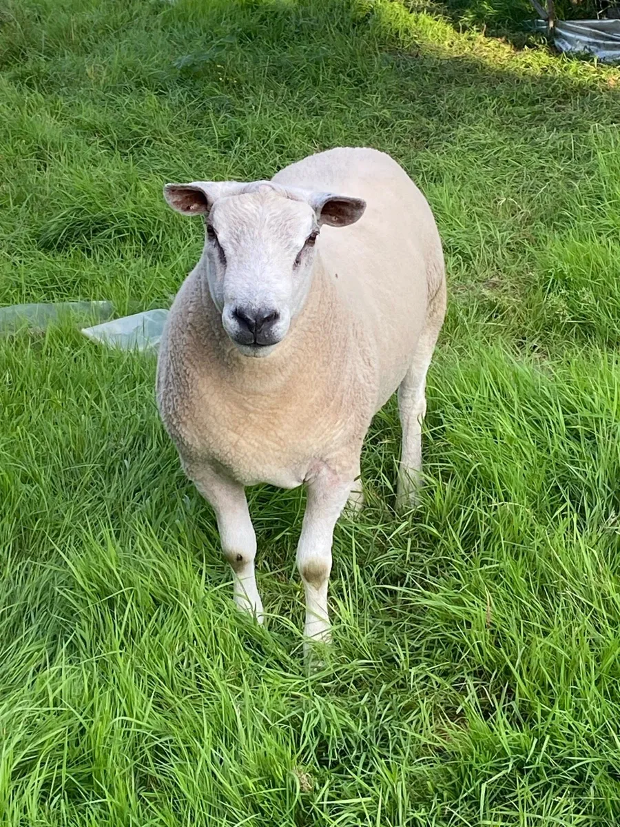 Aberfield ram - Image 3