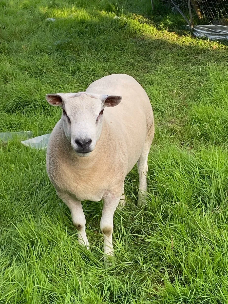 Aberfield ram - Image 4
