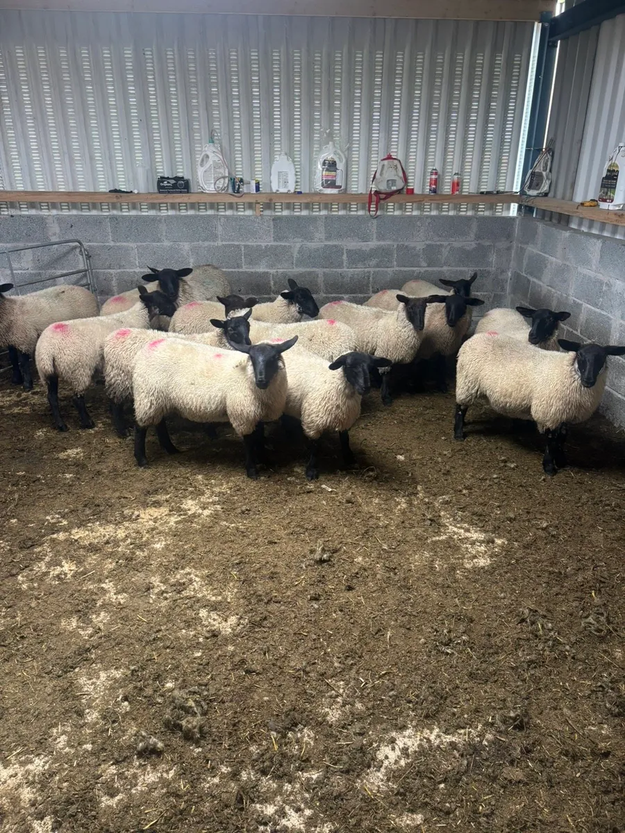 Suffolk Mule ewe lambs