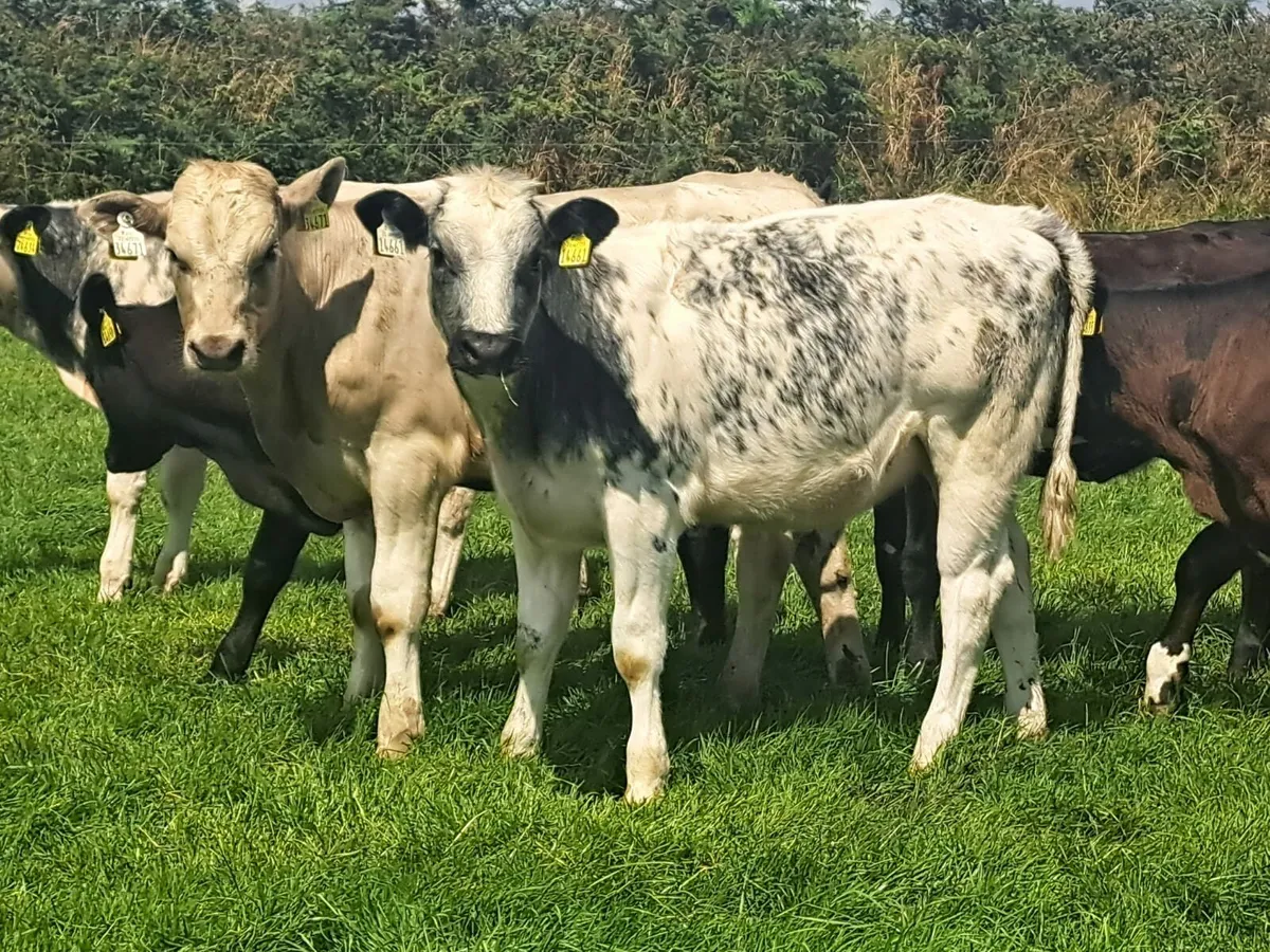 Cork Marts Corrin Tuesday  big entry of Weanlings - Image 1