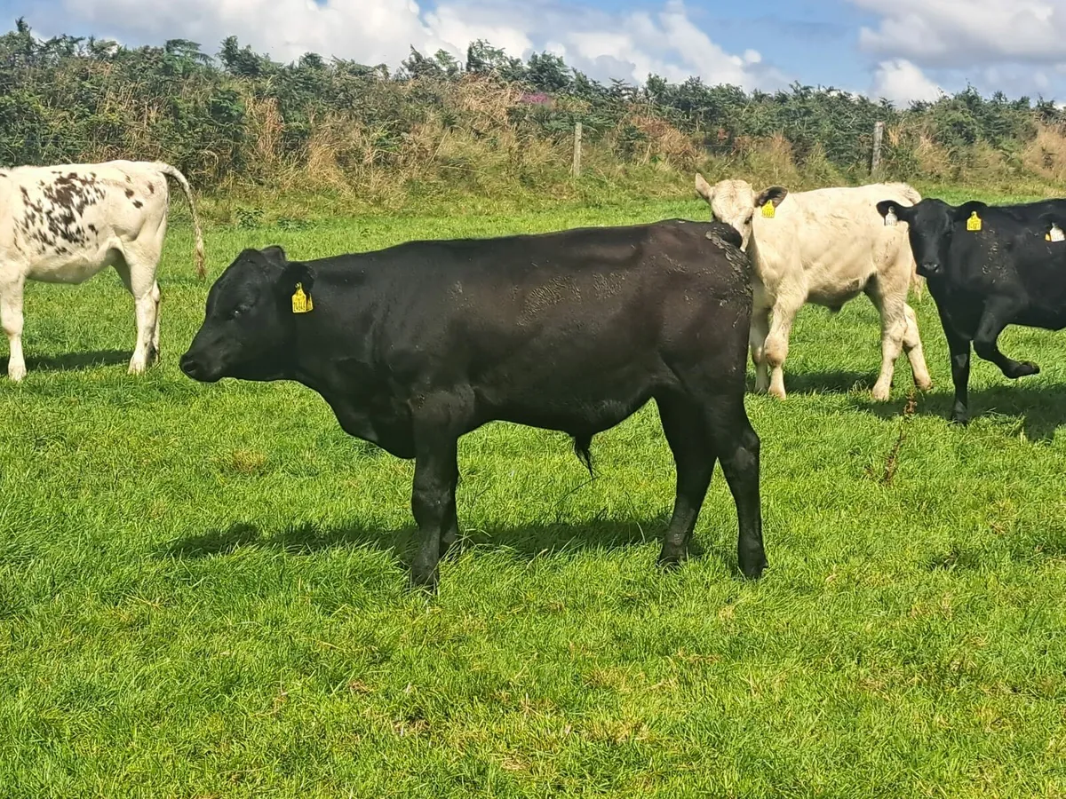 Cork Marts Corrin Tuesday  big entry of Weanlings - Image 2